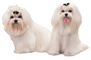 perros raza bichon maltes puro