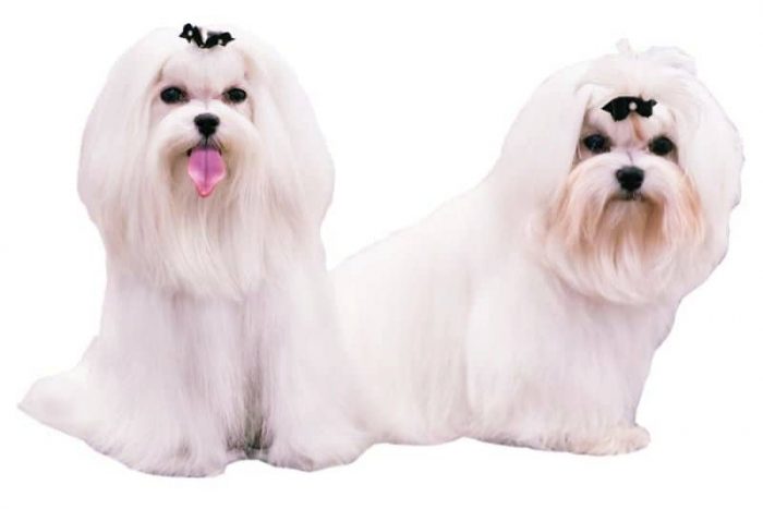 raza de perros pequeños malteses