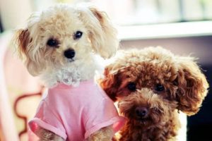 perros de raza caniche