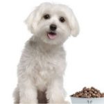 mejor pienso para bichon maltes