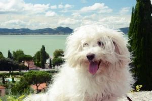 perro bichon boloñez
