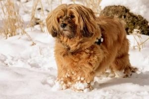 perro raza bichon habanero