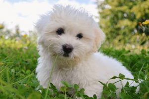 perro coton de tulear cachorro