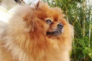 perro raza pomerania