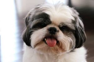 perro raza shih tzu