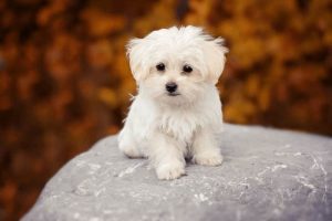 perro bichón maltés toy adulto