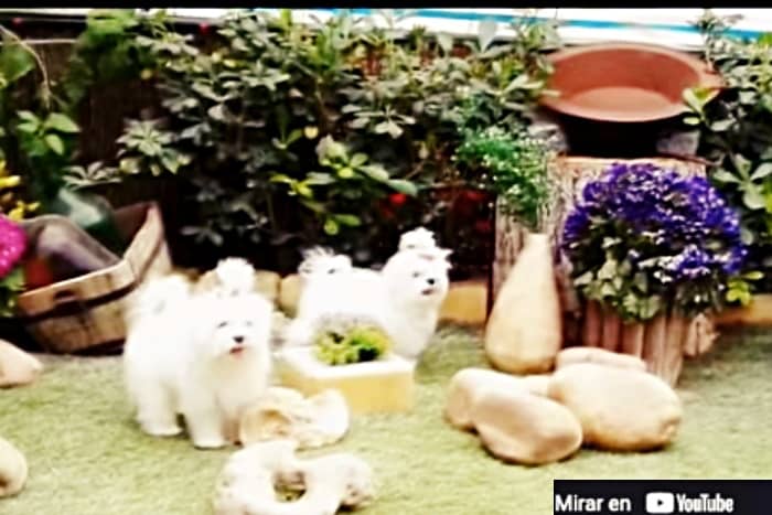 cachorros perro bichon maltes coreano
