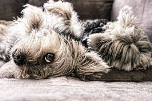 cama ortopedica perro comprar