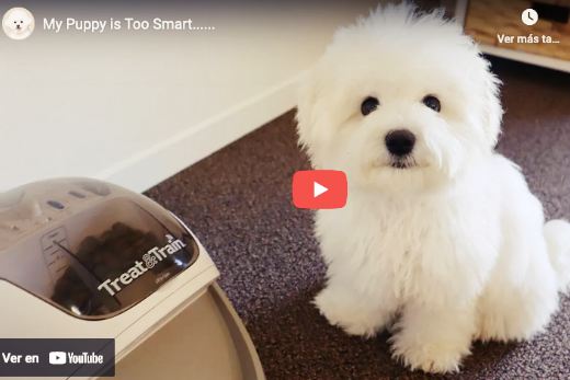video divertido sobre adiestramiento perro maltes