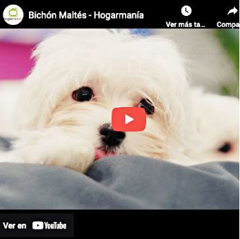 video de criadores de raza de perros maltes 
