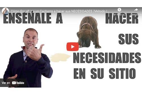 video tutorial como enseñar a perro hacer sus necesidades