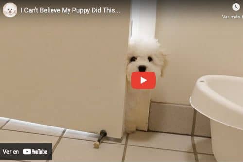 video divertido sobre bichon maltes cachorro