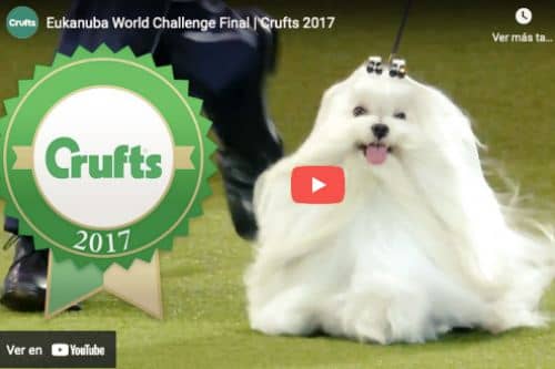 video concurso canino eucanuba