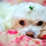 adoptar un bichon maltes