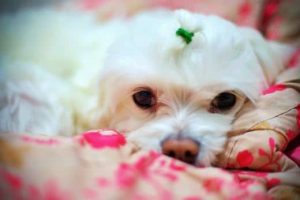 adoptar un bichon maltes