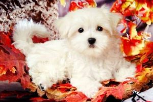 adoptar bichon maltes toy gratis