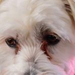 cómo quitar el oxido de los ojos del Bichón Maltés