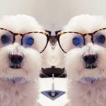 problemas ojos bichon maltes