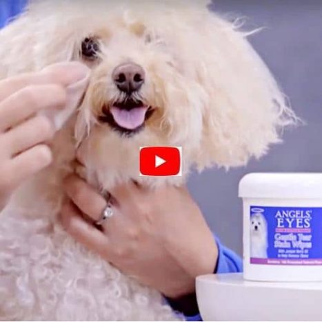 video-toallitas-ojos-perros-angels-eyes