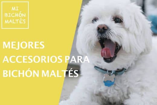 mejores accesorios para perro Bichón Maltés