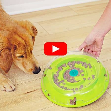 video-tutorial-como-usar-comedero-interactivo para perros outward