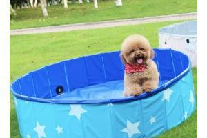 mejores piscinas plegables para perros mini