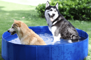 bañera-verano-perro-comprar