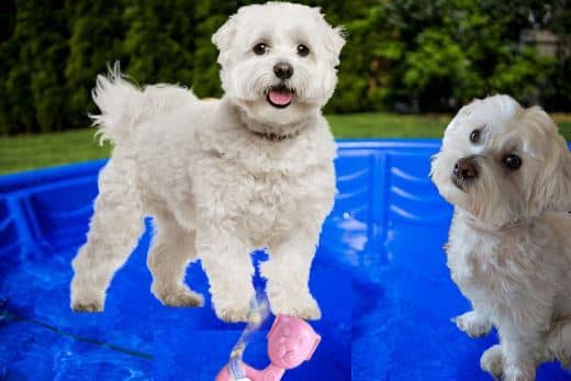 mejores piscinas para perros pequeños
