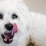 dientes cachorro perro bichon maltes