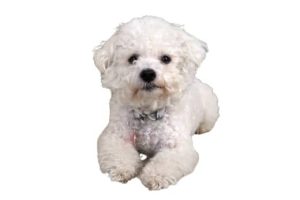 Perro de raza Bichón Frise