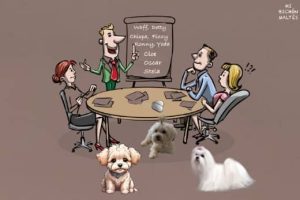 nombres originales para perros pequeños
