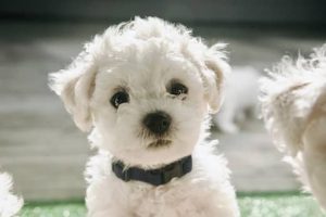 perro raza Bichón Frise como es