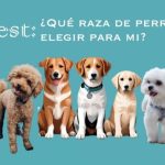 que raza de perro elegir para mi test