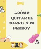 como quitar sarro dental a mi perro maltes