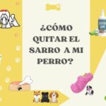 como quitar sarro dental a mi perro maltes