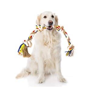 Cómo Quitar el Sarro Dental a mi Perro Maltés: Consejos Profesionales nobleza cuerda algodon para perro comprar amazon