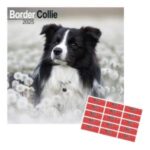 calendario 2025 perro raza Border Collie para pared