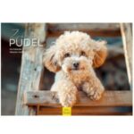 calendario de pared premium 2025 A3 con perro Caniche