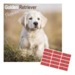 Calendario 2025 pared perro Golden Retriever