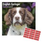 calendario pared grande 2025 perro English Springer Spaniel