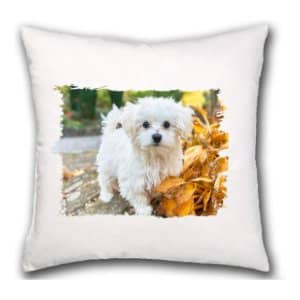 cojin personalizado con foto bichon maltes