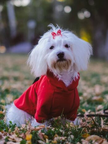 curiosidades sobre raza bichon maltes