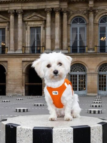 bichon maltes inteligencia stanley coren