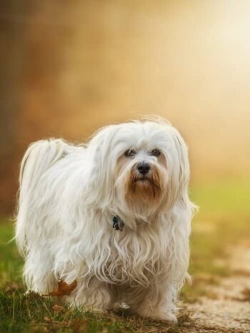 perro Bichón Maltés nombres antiguos