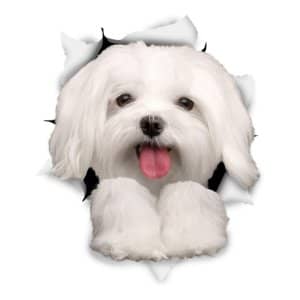 winston pegatina pared original 3 d perro maltes imagen