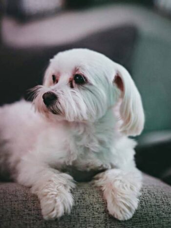 Aristóteles sobre perro blanco Maltés curiosidades