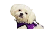 bichon maltes perro pequeño de moda