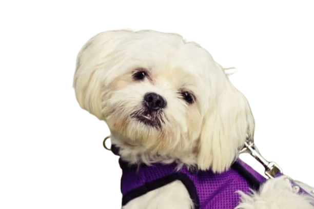bichon maltes perro pequeño de moda