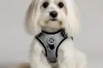 arneses recomendados para perros bichon maltes