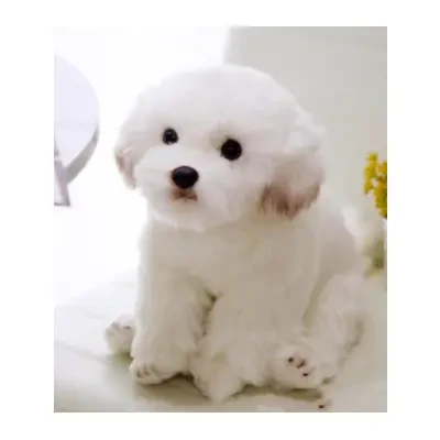 lilizzhoumax Maltés perro peluche grande 38 cm